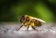 Gesunde Biene - gesunder Mensch BKK - VBU