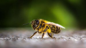 Gesunde Biene - gesunder Mensch BKK - VBU