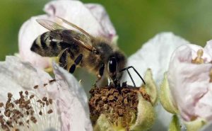 Achtung Allergie - Pollenschutz für Immobilien
