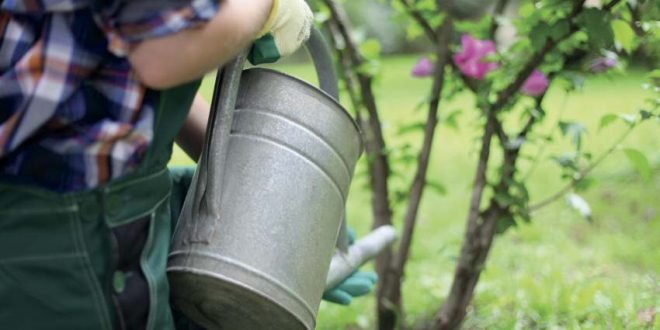 Beim Gießen im Garten beachten