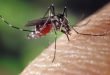 Mückenplage - Natürliche Mittel können helfen