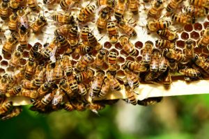 NABU und REWE gründen Insektenschutzfond