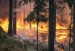ACHTUNG Waldbrandgefahr - Wer raucht, bezahlt
