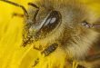 Bienen - Die Bestäuber der Welt