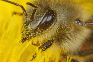 Bienen - Die Bestäuber der Welt