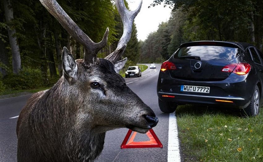 Hirsche kennen keine Verkehrsregeln