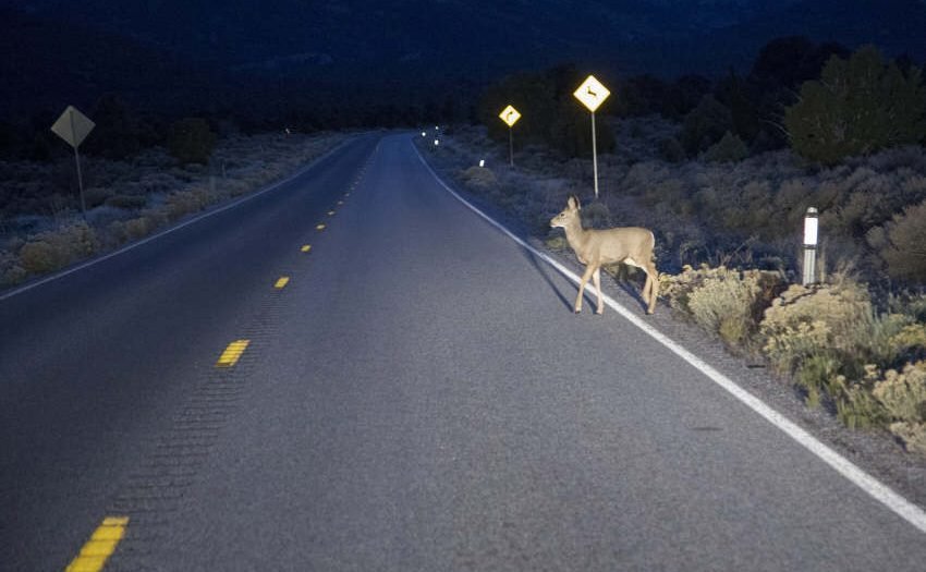 Tierschäden am Auto - welche Vorsorge hilft