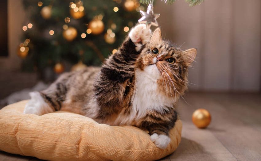 Hund und Katze - Stressfreie Weihnachten