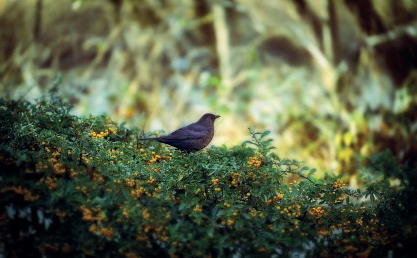 Eine Hecke für Vögel