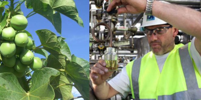 CO2 - Jatropha Klima Farming von Migraplan
