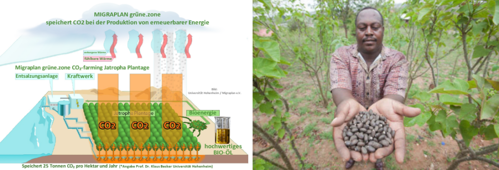 Jatropha CO2 BioOel Plantage