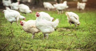 Kaufland-Hähnchen aus tierwohlgerechter Haltung