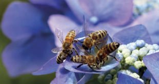 Bienensterben - Bienenfreundliche Gärten anlegen