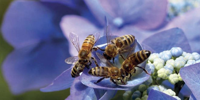 Bienensterben - Bienenfreundliche Gärten anlegen