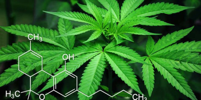 Drogerieprodukt Cannabis - Otto setzt auf Hanf