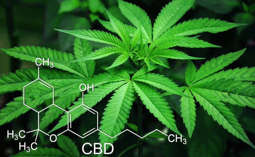 Drogerieprodukt Cannabis - Otto setzt auf Hanf