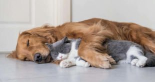 Hautpflege für Hund und Katze – wann und wie