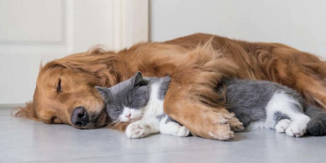 Hautpflege für Hund und Katze – wann und wie