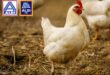 ALDI - mehr Tierwohl in der Hühnerhaltung