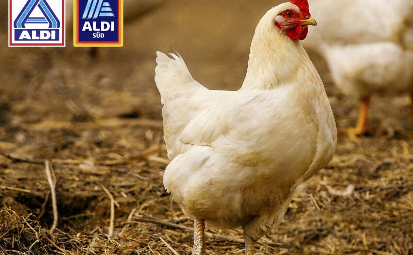 ALDI - mehr Tierwohl in der Hühnerhaltung