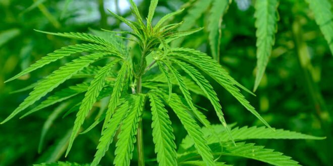 Cannabis - Erfolgreiche Marke 420 NATURAL