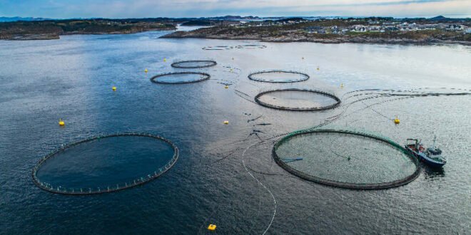 Kaufland - nachhaltige Fütterung in Aquakulturen