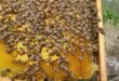 Heißer Honig - Die Bienen und der Klimawandel