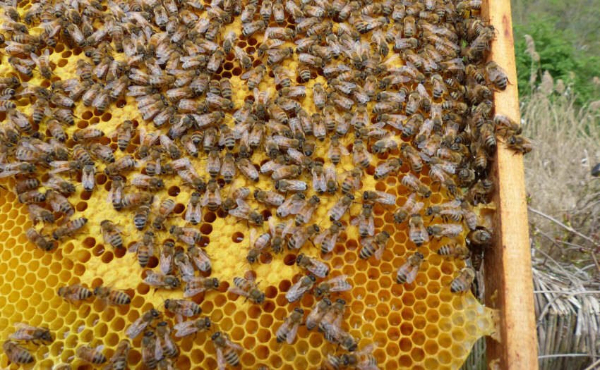 Heißer Honig - Die Bienen und der Klimawandel