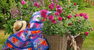 Duftvielfalt der Rose - Garten erleben