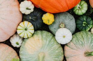 Supermarkt - Herbstsaison ist Gemüsesaison