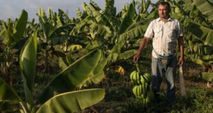 Doku von Fairtrade - Corona im globalen Süden
