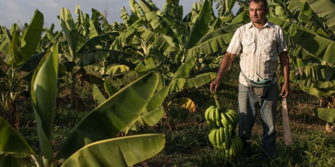 Doku von Fairtrade - Corona im globalen Süden