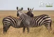 Benson Safaris-Mit Kindern auf Safari in Tansania